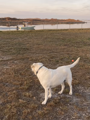 Riley P Dog Park